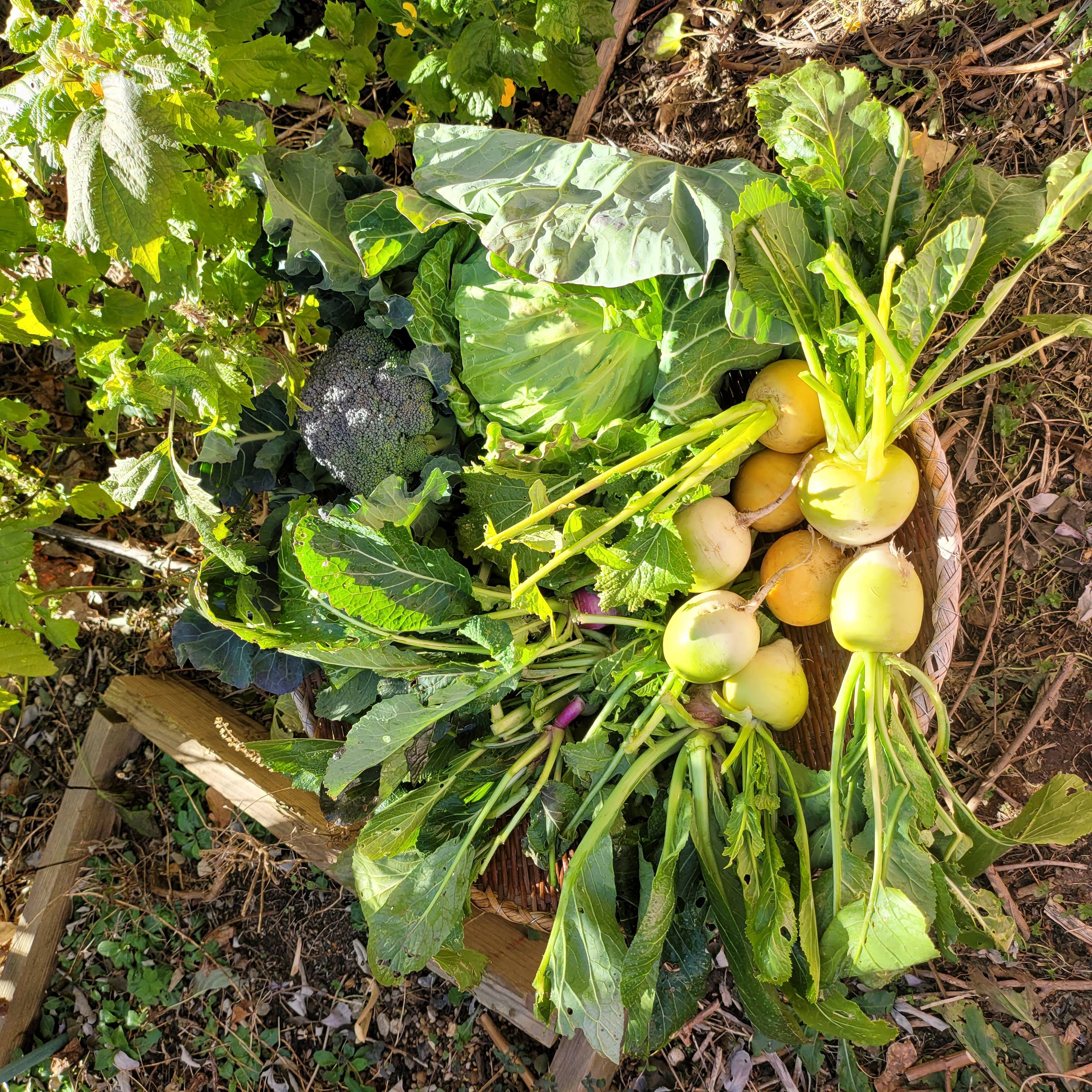 畑で採れた野菜たち